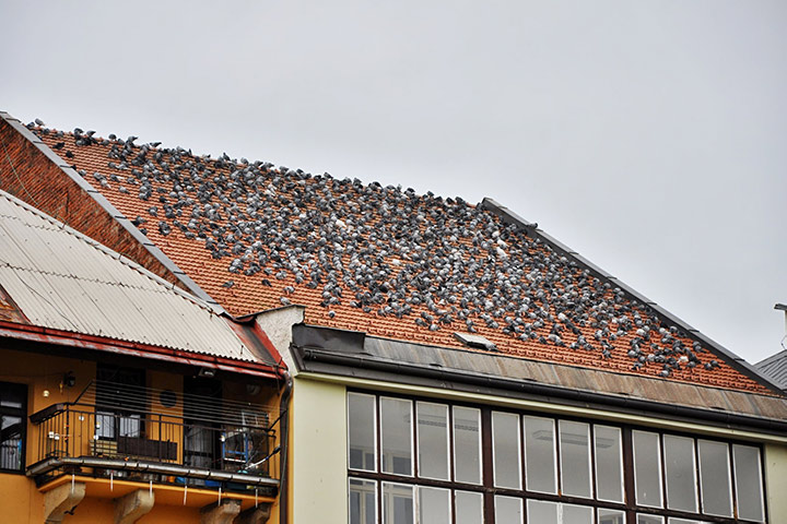 A2B Pest Control are able to install spikes to deter birds from roofs in Erith. 