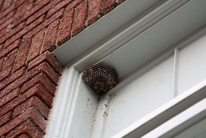 We provide a wasp nest removal service for domestic and commercial properties in Erith.